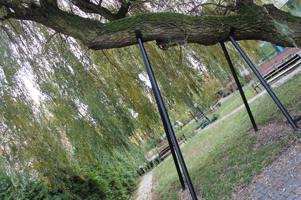 Historia pewnego drzewa…