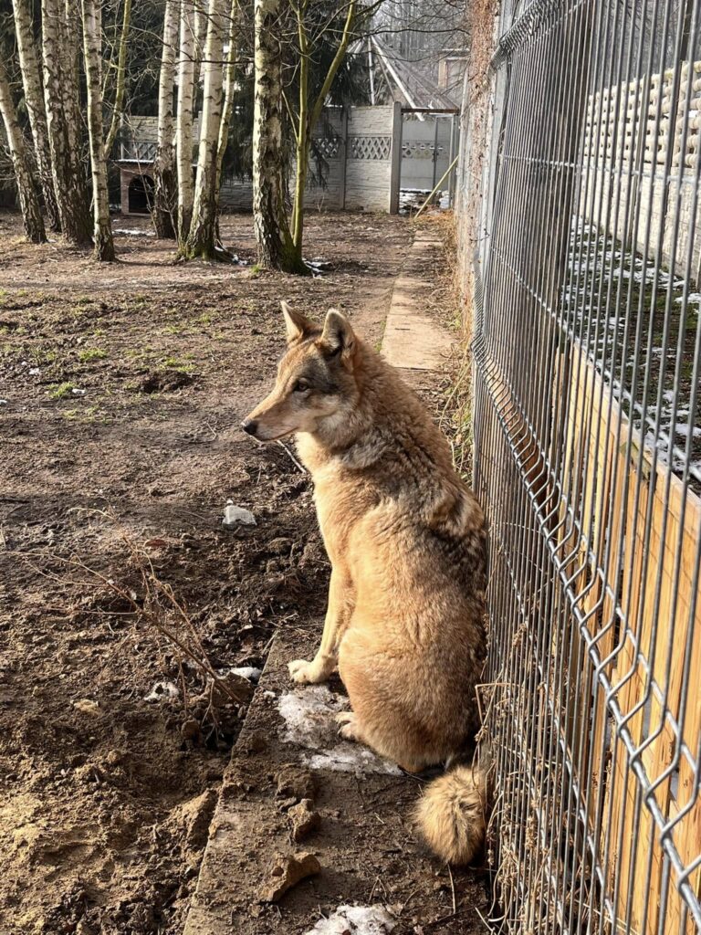 Spotkanie z wilkiem – spełniamy marzenia :)